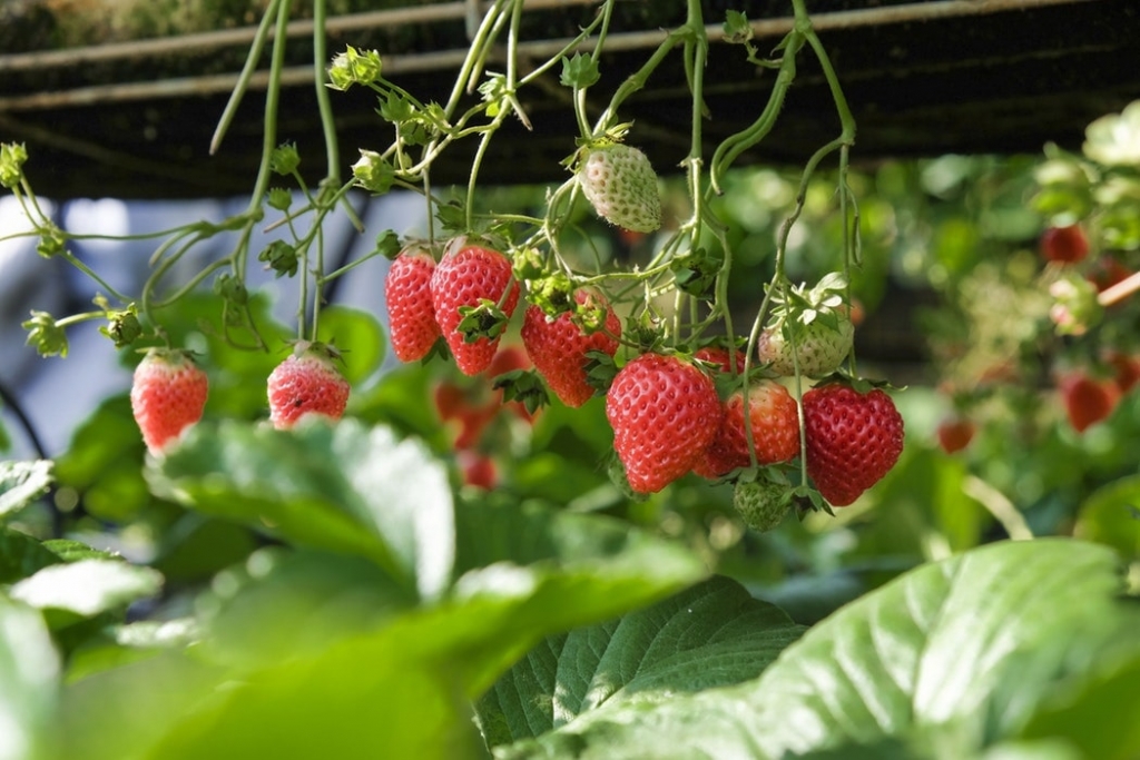 Botanical Visions Edible Landscape South Florida