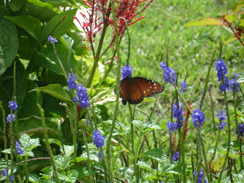 South Florida Butterfly Gardening for Beginners Botanical Visions